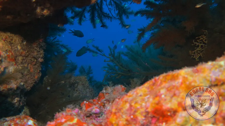 CoralSub — photo 1