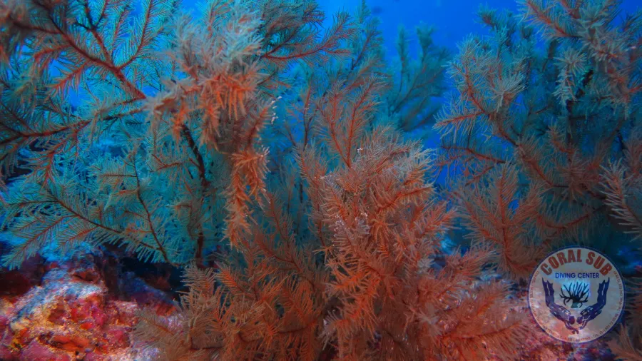 CoralSub — photo 3