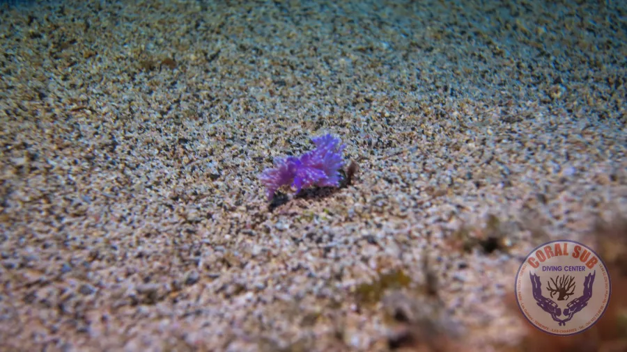 Galerie CoralSub