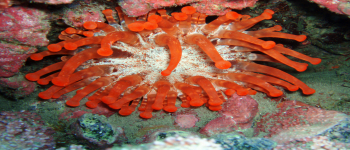 Gallery Coral Sub