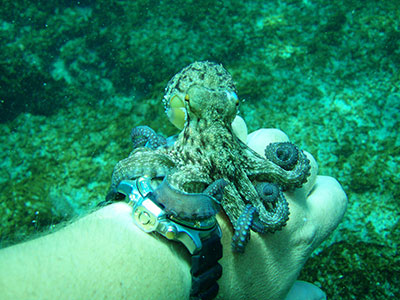 Poulpe — vie marine à Tenerife