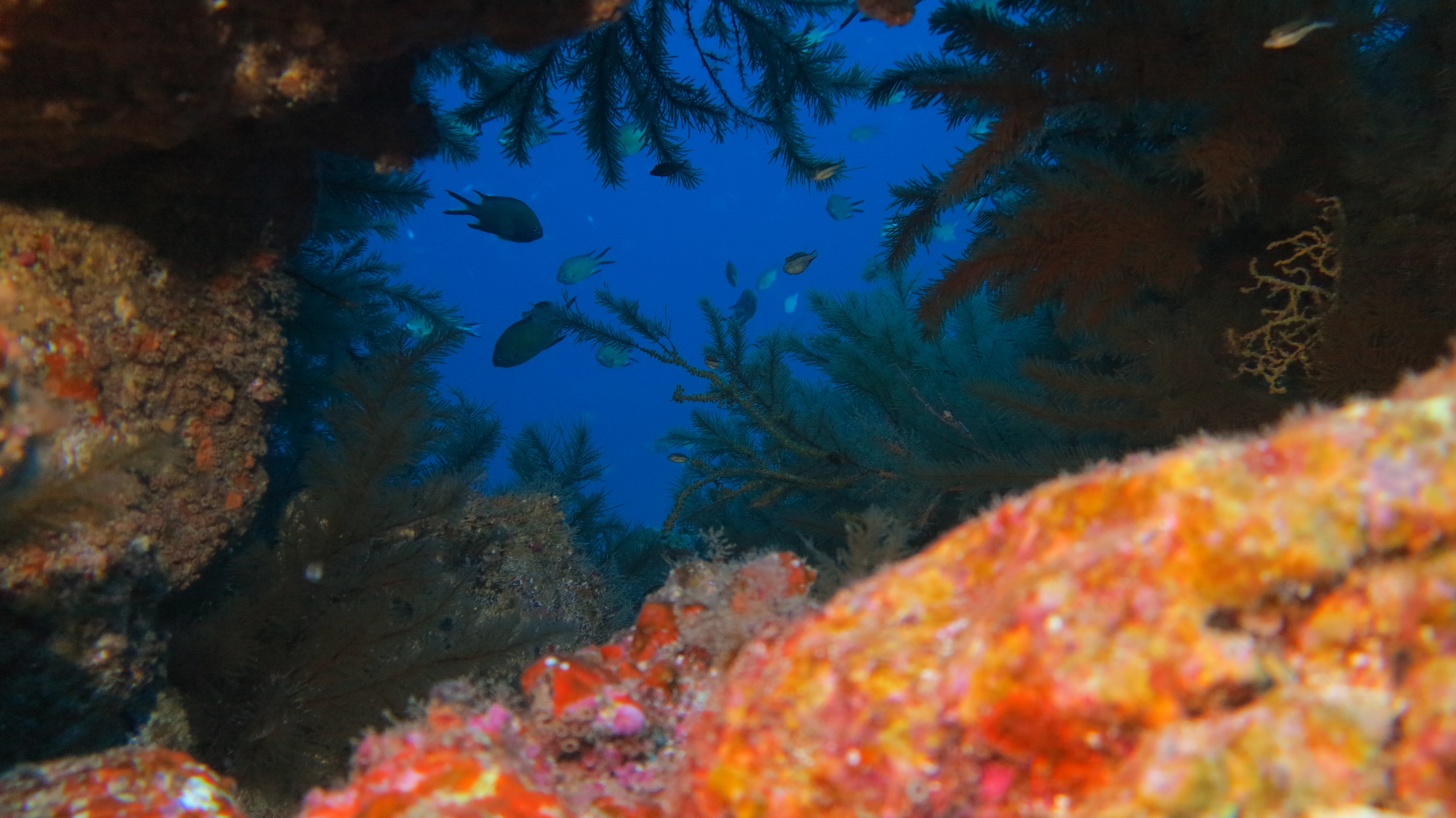 CoralSub — photo 1