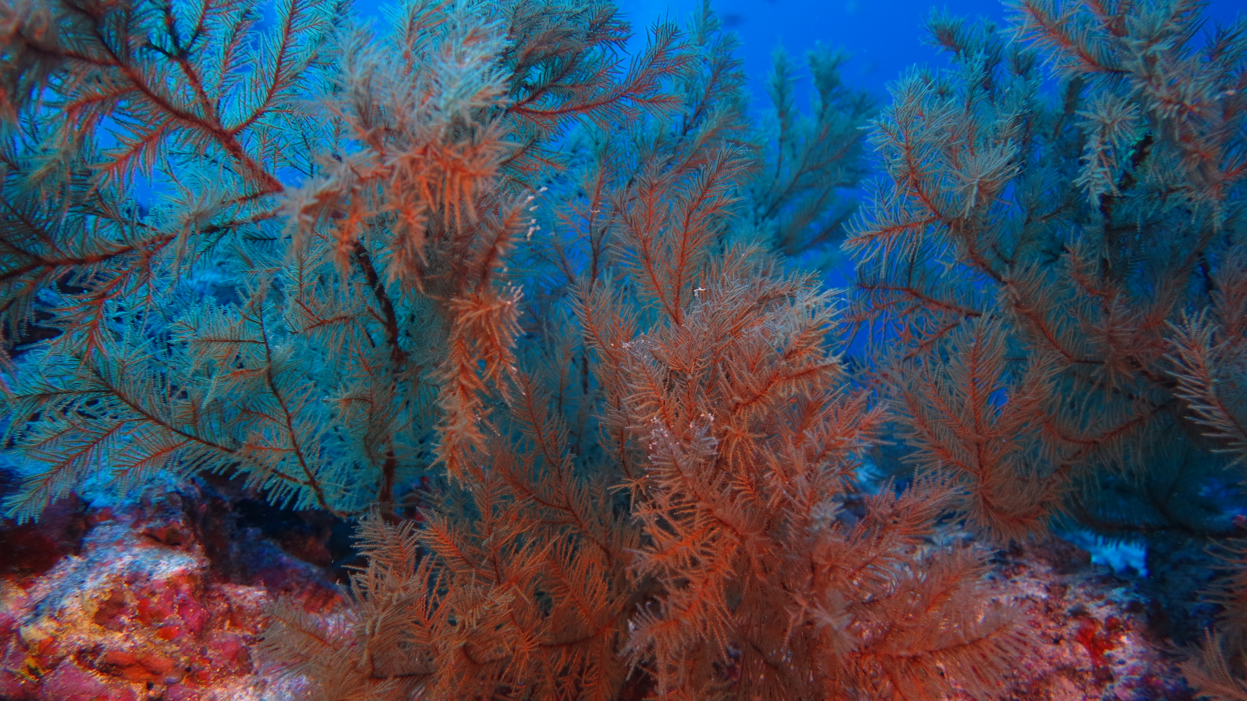 Galerie CoralSub