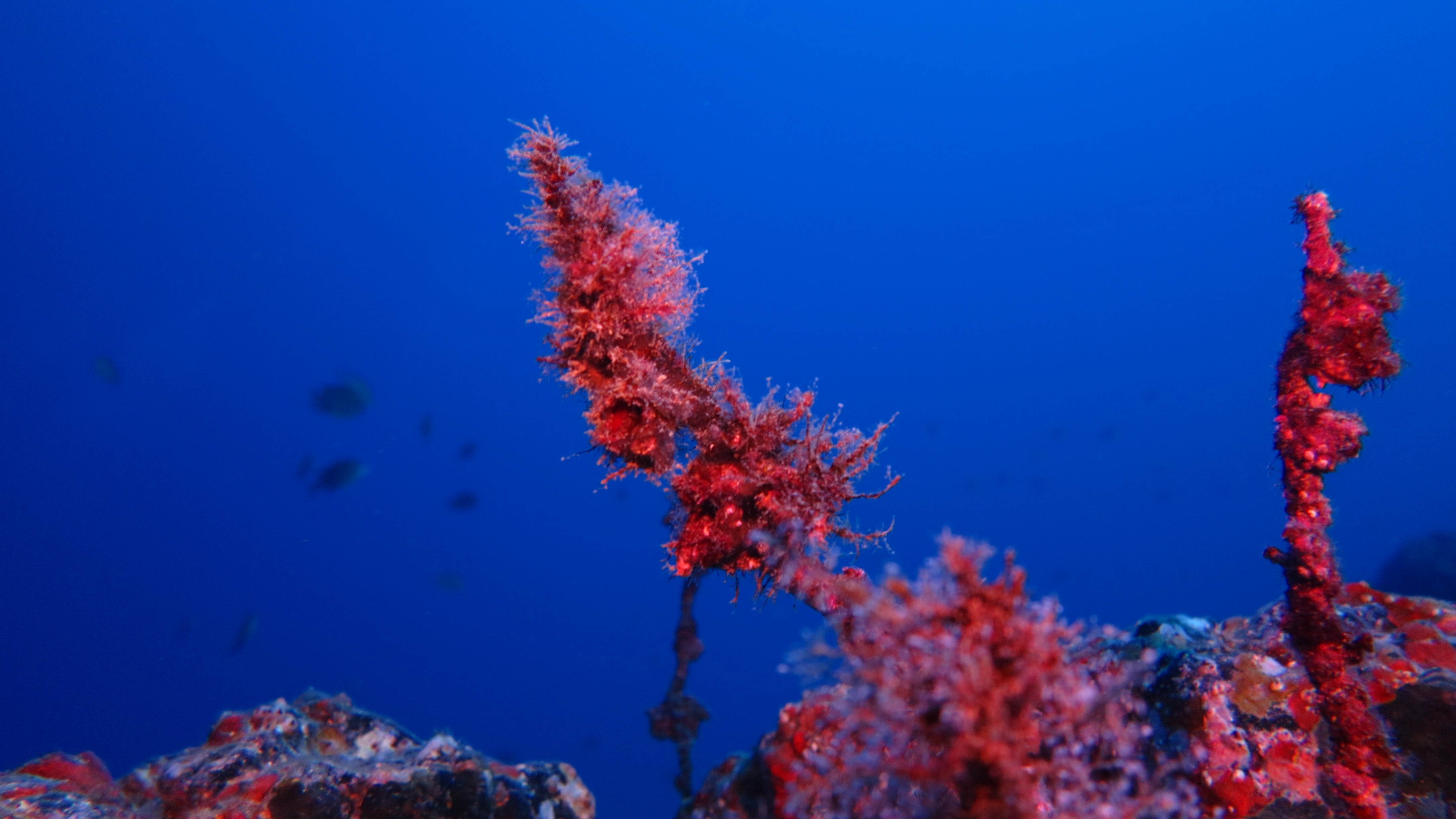Galerie CoralSub