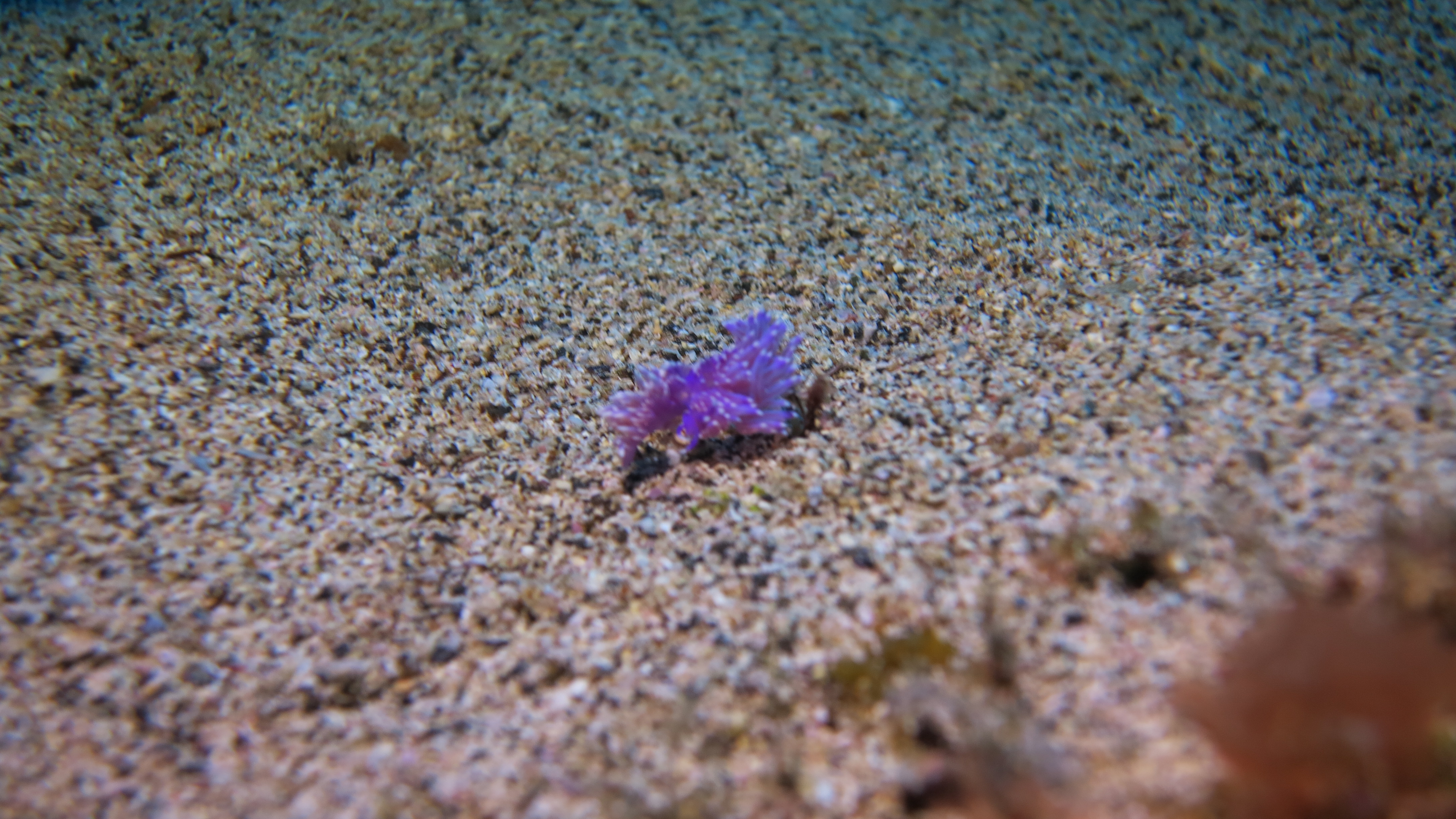 Galerie CoralSub
