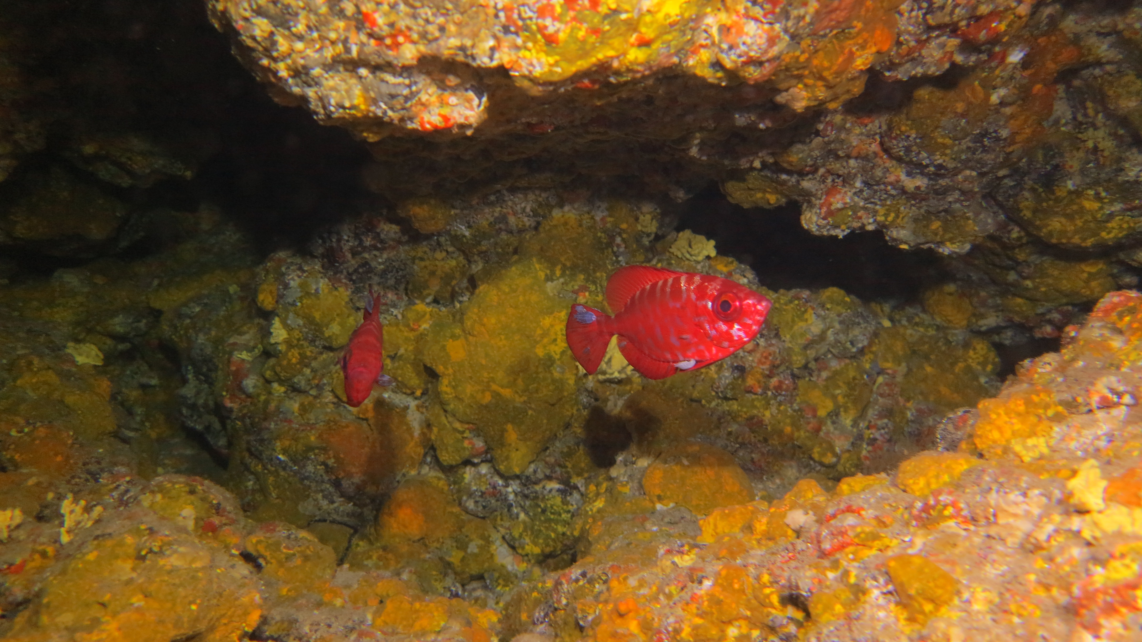 Galerie CoralSub