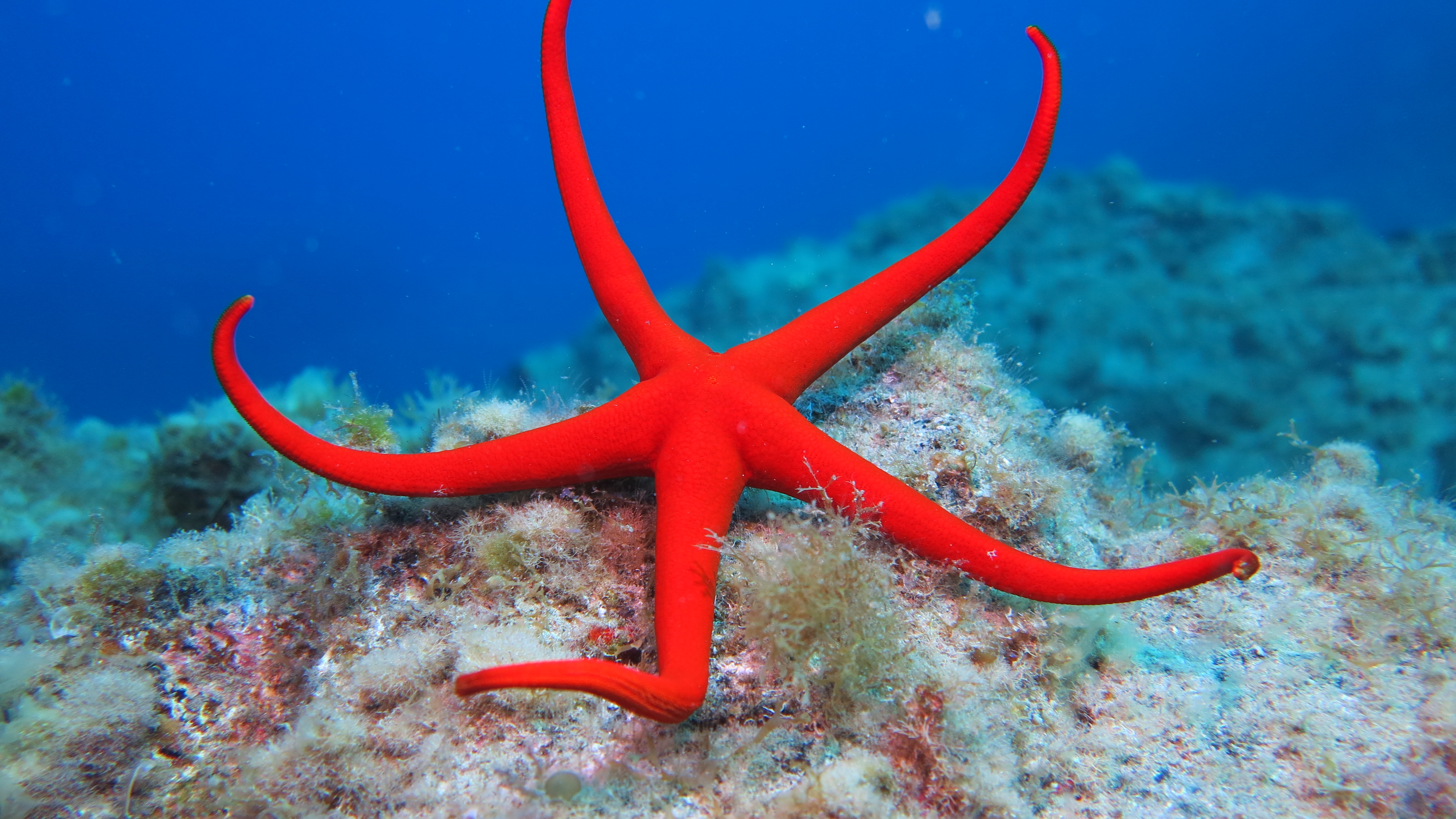 CoralSub — photo 11