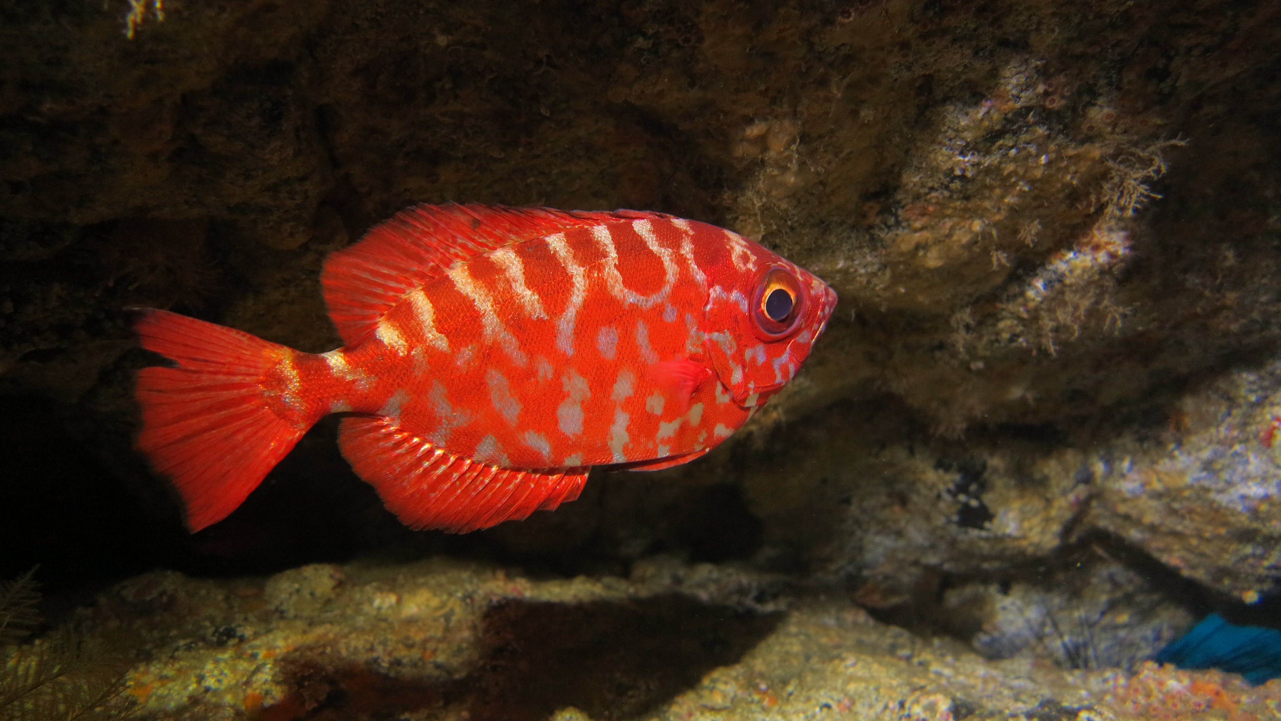 CoralSub — photo 16
