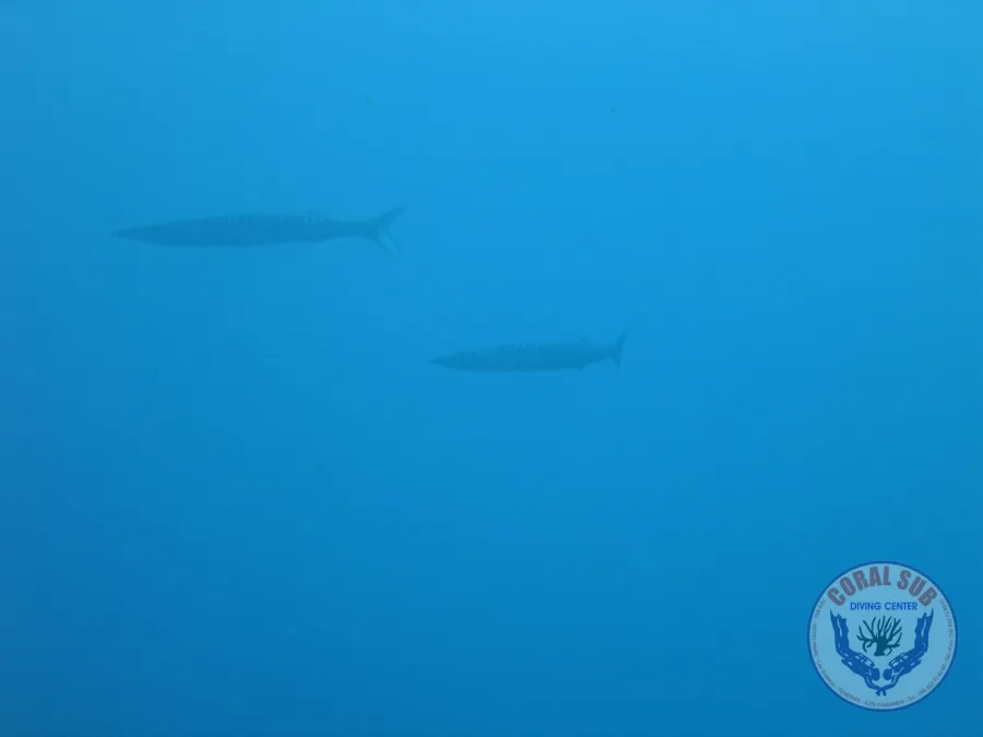 Galerie CoralSub