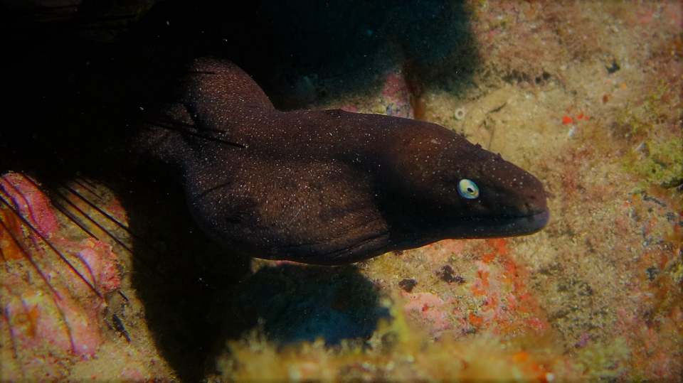 Galerie CoralSub