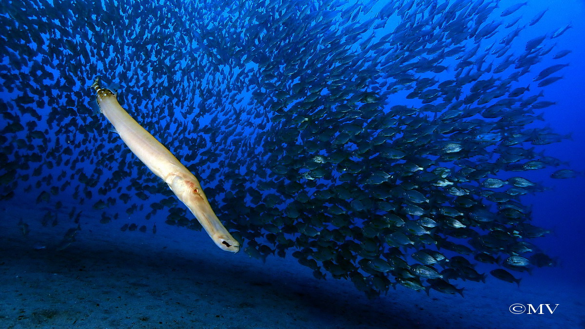 Galerie CoralSub