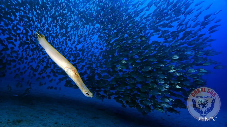 Galerie CoralSub