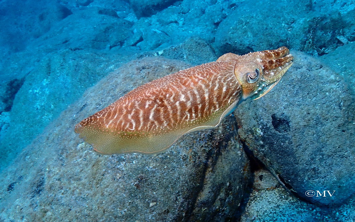 Galerie CoralSub