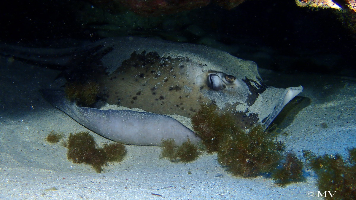 Galerie CoralSub