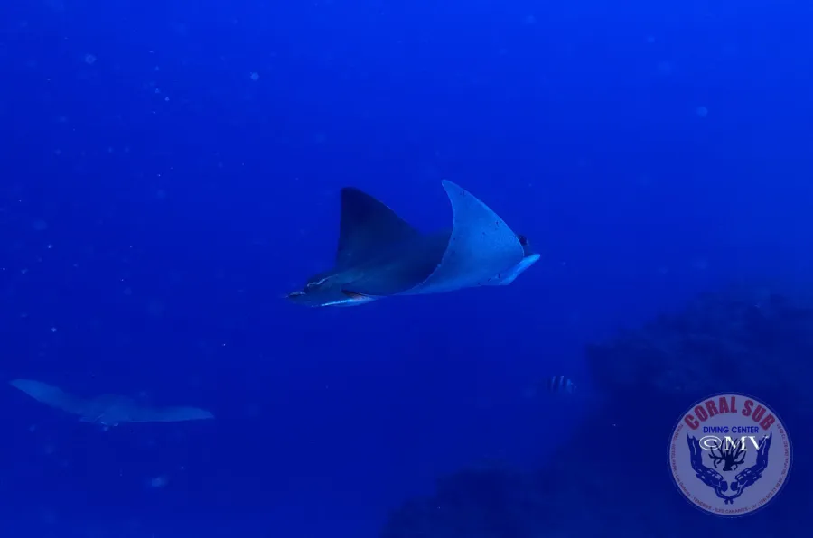 Galerie CoralSub