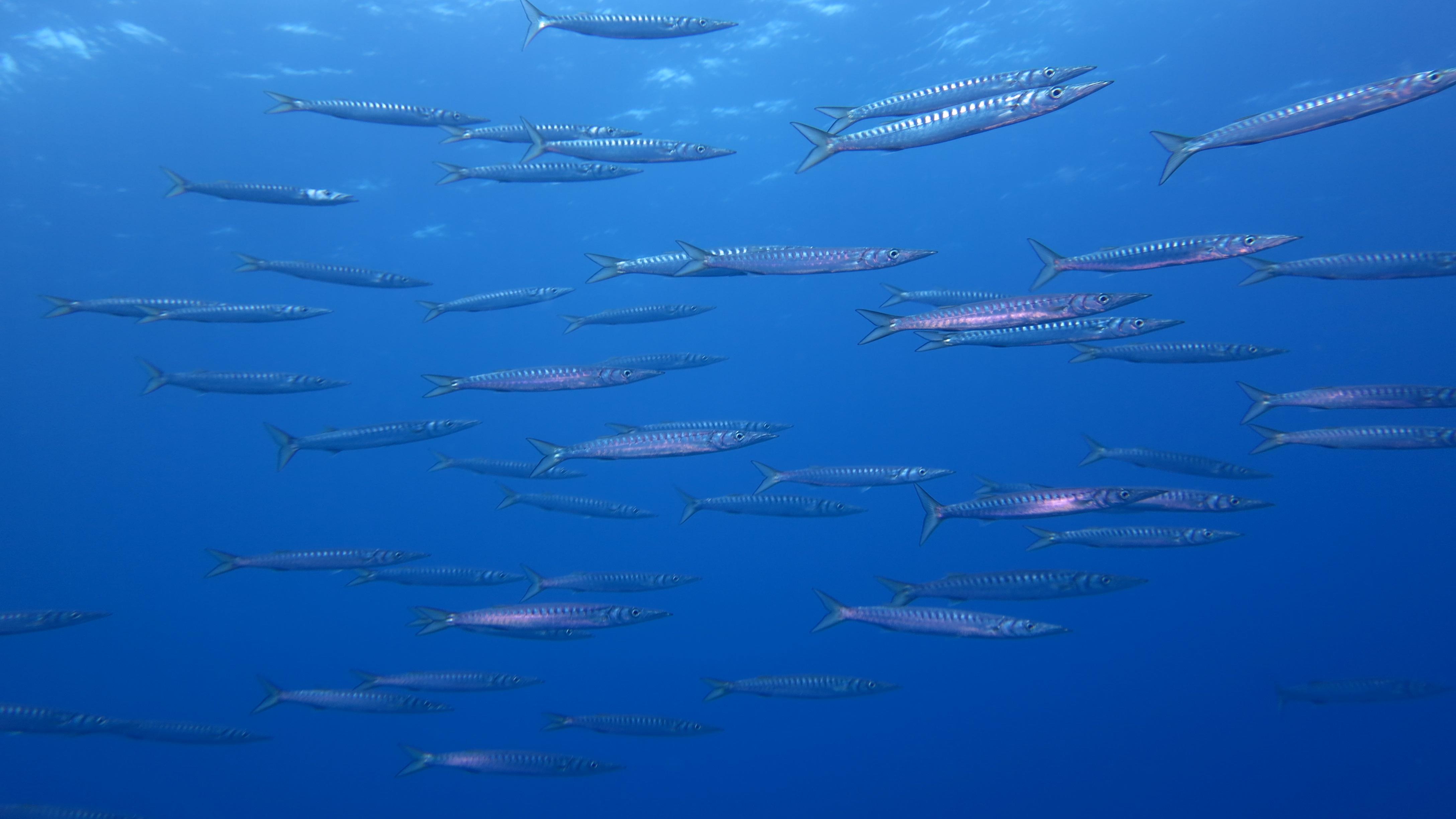 CoralSub — Los Champinones