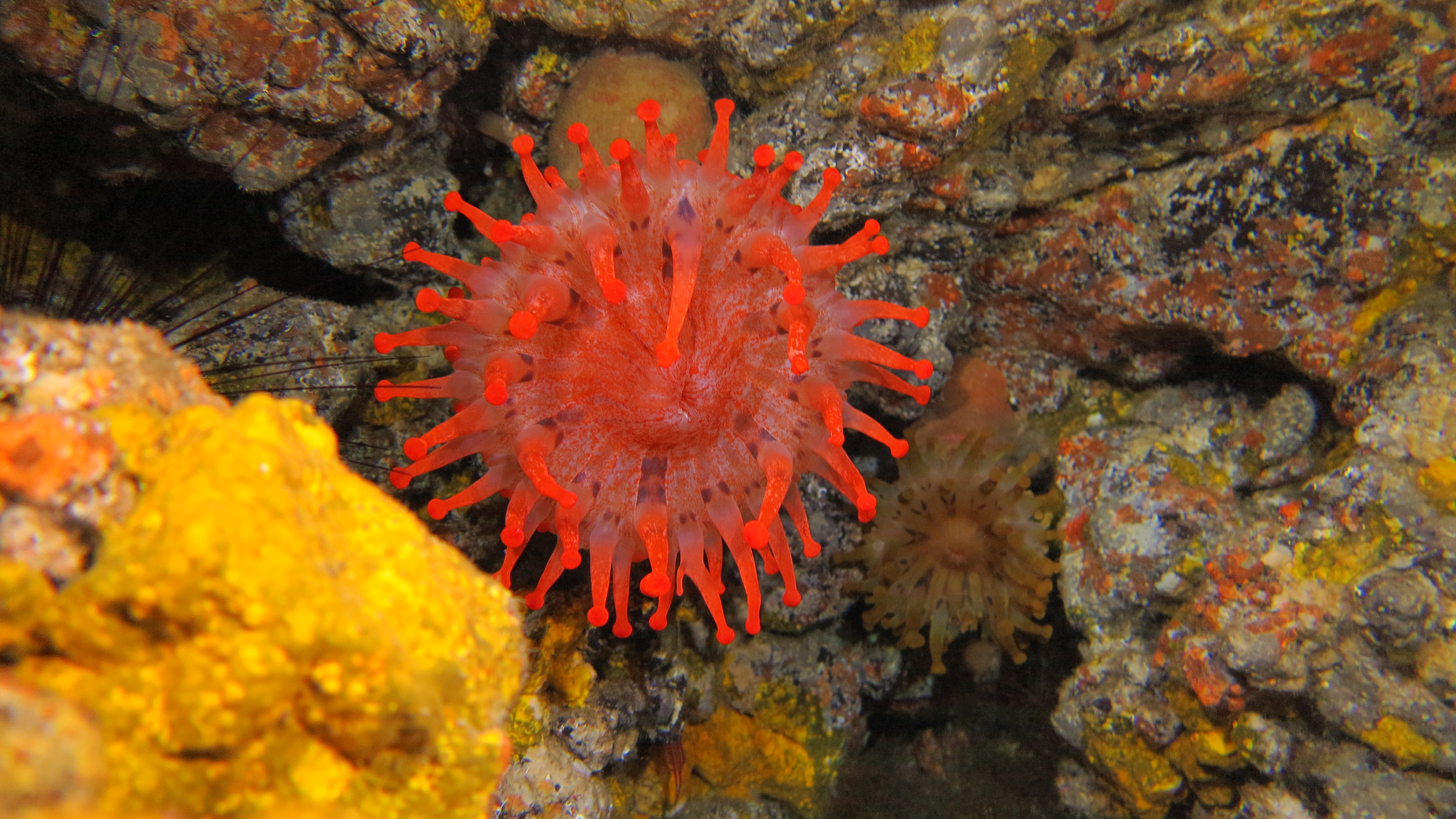 CoralSub — Bajoncito