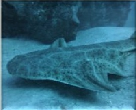 CoralSub — Cueva del tiburon