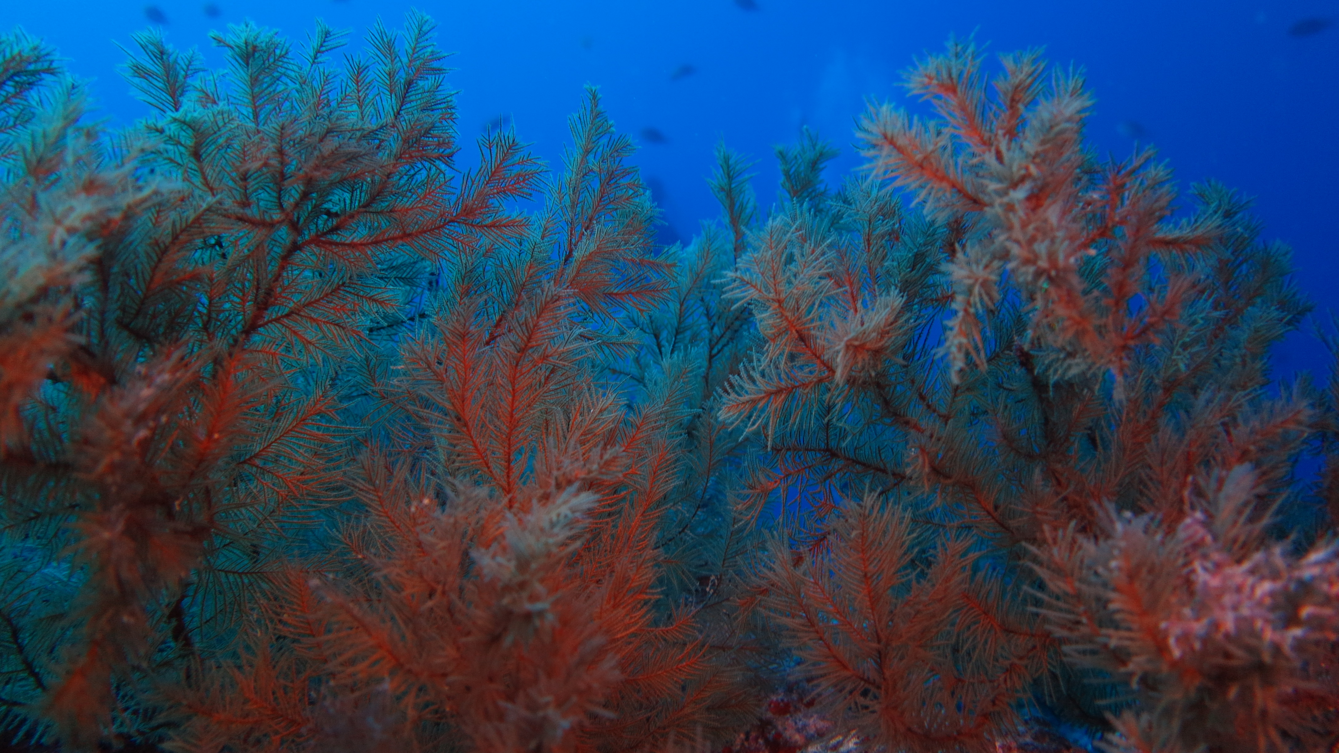 CoralSub — Cueva d ali baba