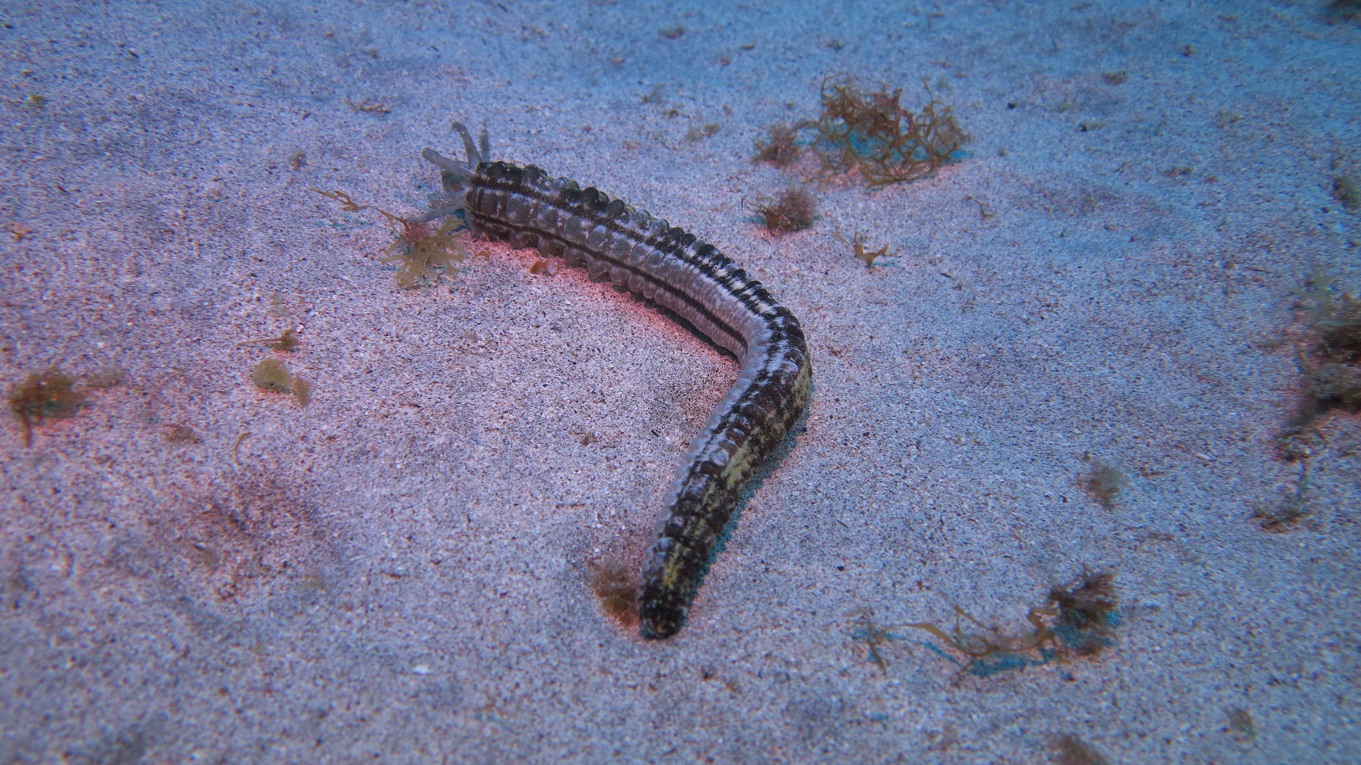 CoralSub — Arenita